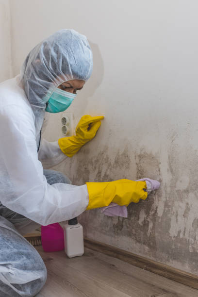 Best Mold Remediation for Healthcare Facilities  in Austintown, OH